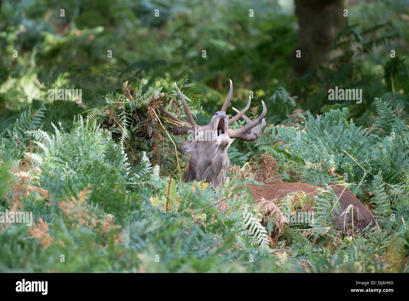 Rotwild während der Paarungszeit, Richmond Park, Surrey, Großbritannien Stockfoto