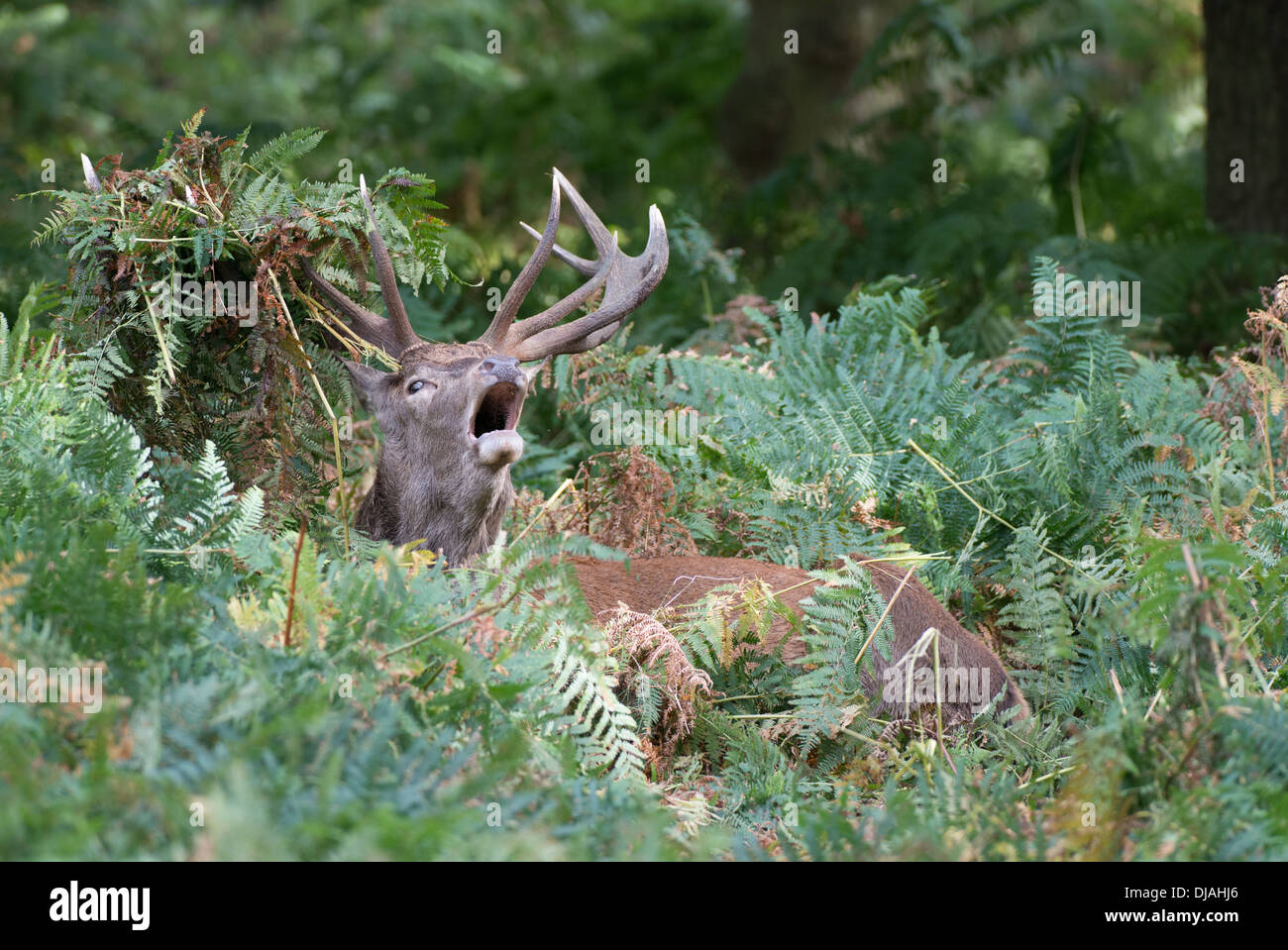 Rotwild während der Paarungszeit, Richmond Park, Surrey, Großbritannien Stockfoto