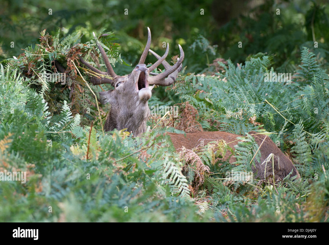 Rotwild während der Paarungszeit, Richmond Park, Surrey, Großbritannien Stockfoto