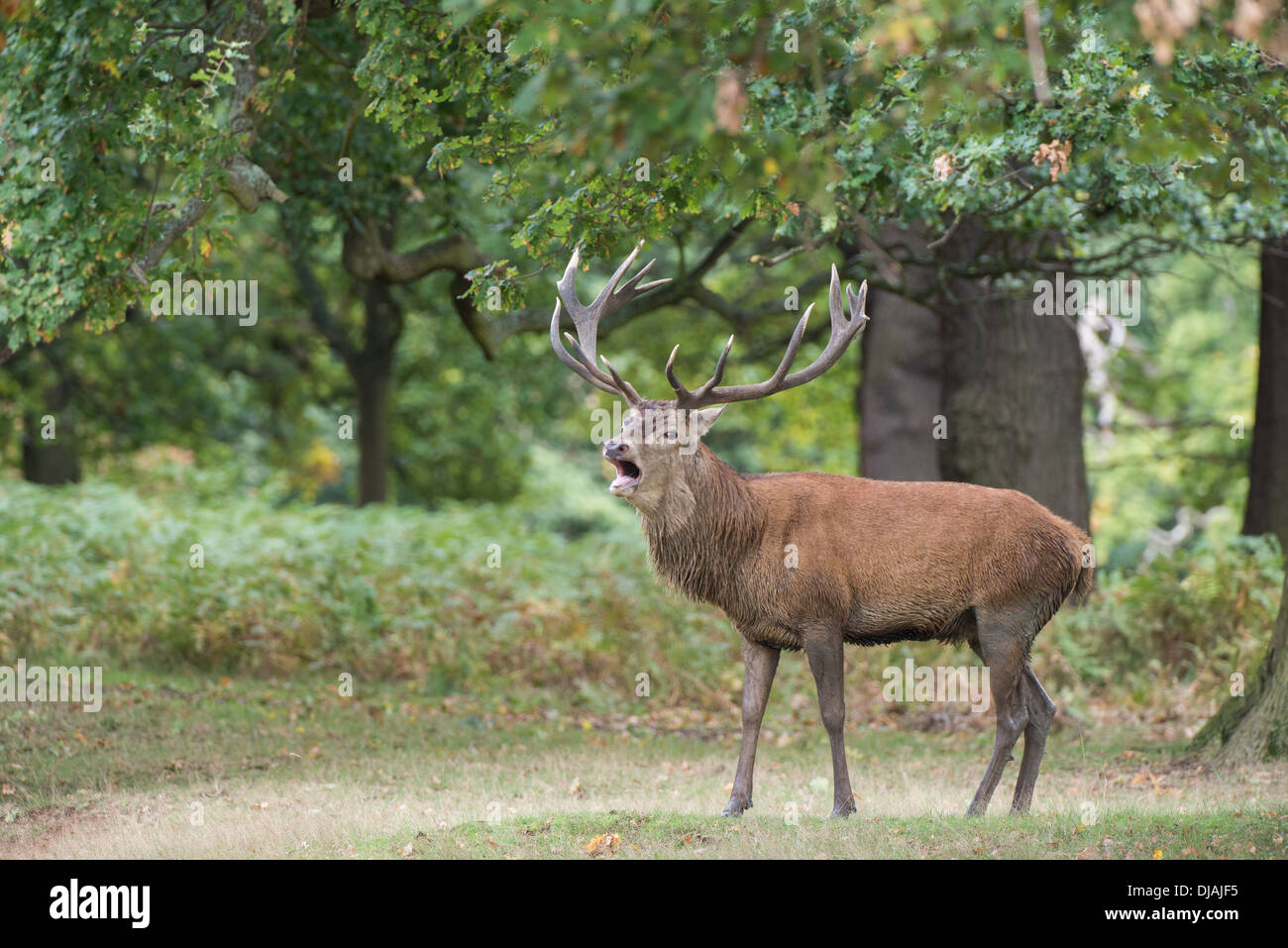 Rotwild während der Paarungszeit, Richmond Park, Surrey, Großbritannien Stockfoto