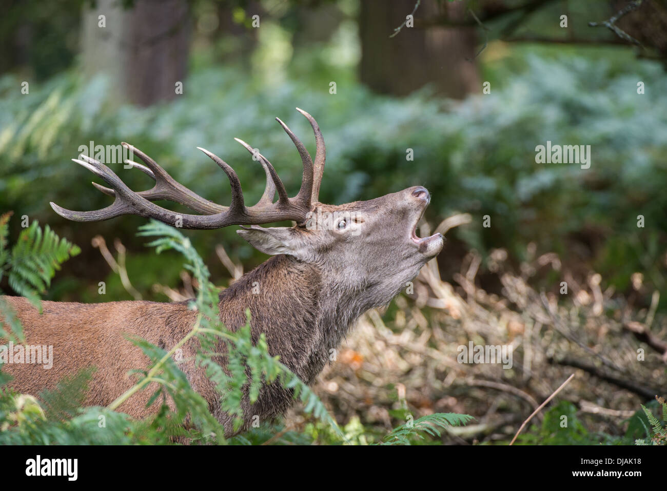 Rotwild während der Paarungszeit, Richmond Park, Surrey, Großbritannien Stockfoto