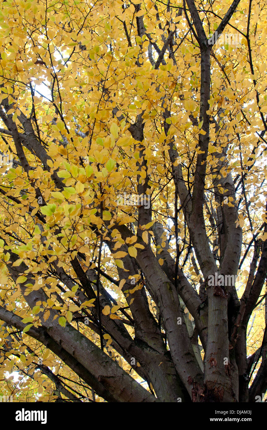 Carpinus Betulus Stockfotos und bilder Kaufen Alamy