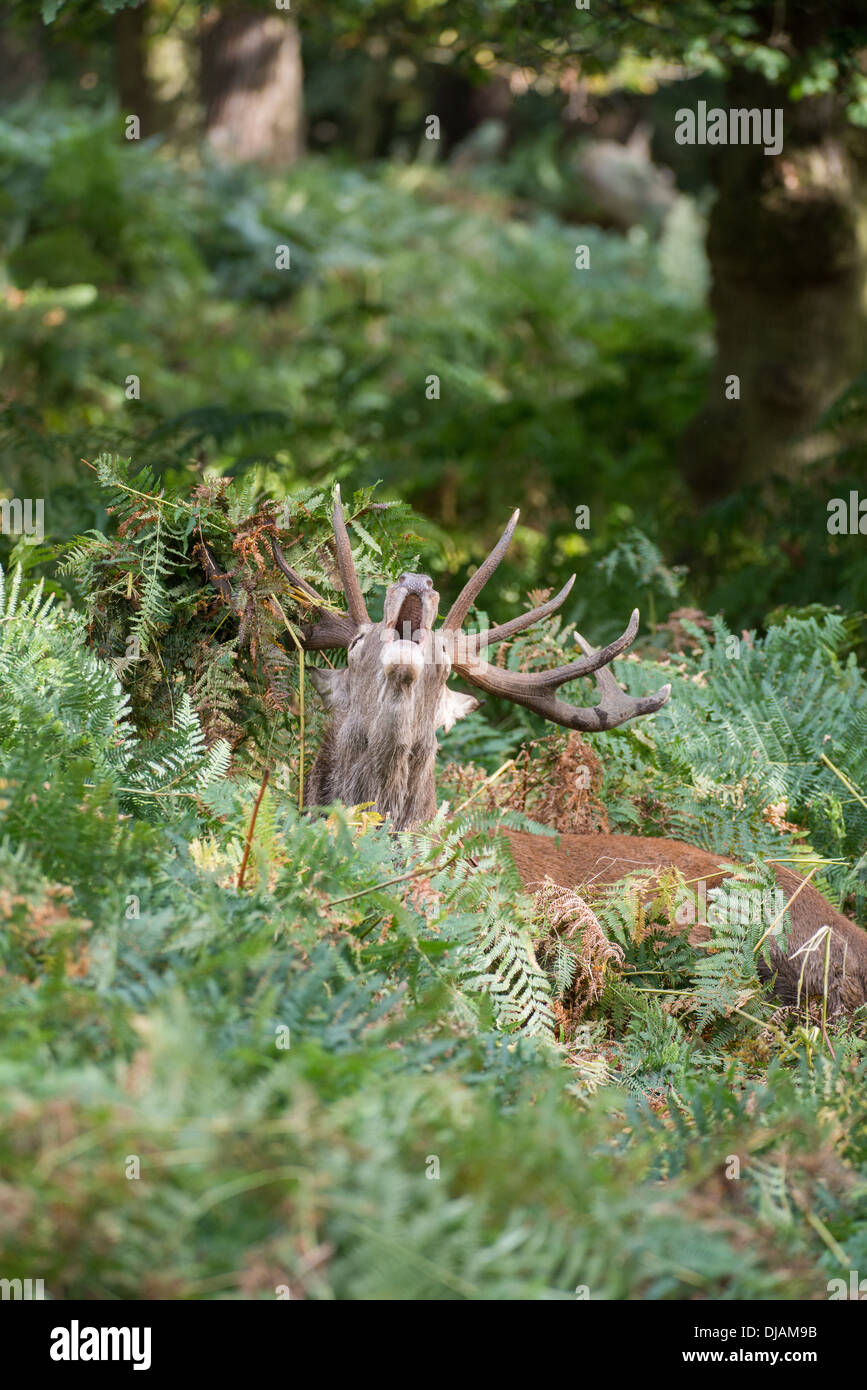 Rotwild während der Paarungszeit, Richmond Park, Surrey, Großbritannien Stockfoto