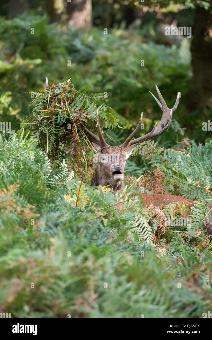 Rotwild während der Paarungszeit, Richmond Park, Surrey, Großbritannien Stockfoto