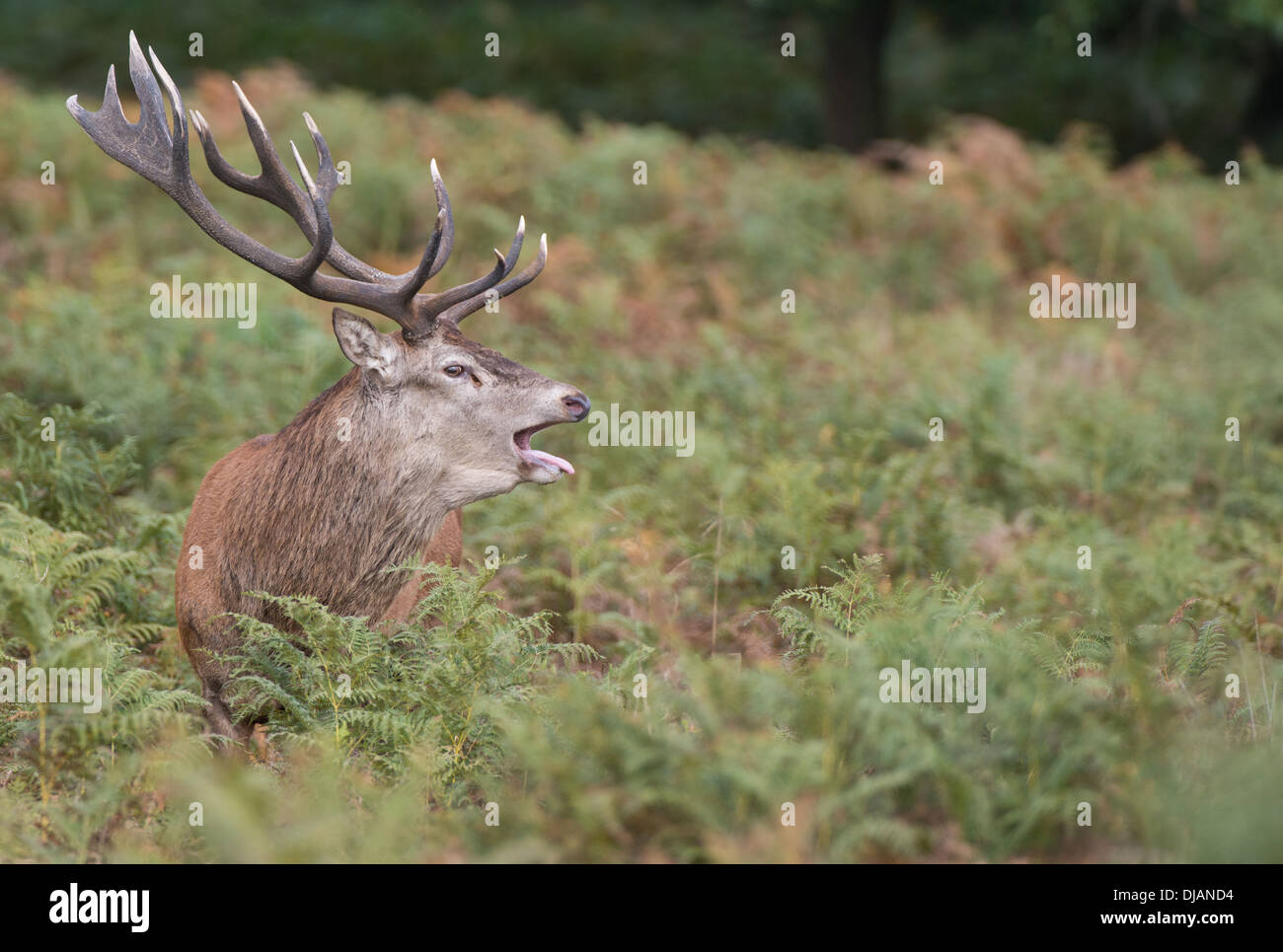 Rotwild während der Paarungszeit, Richmond Park, Surrey, Großbritannien Stockfoto