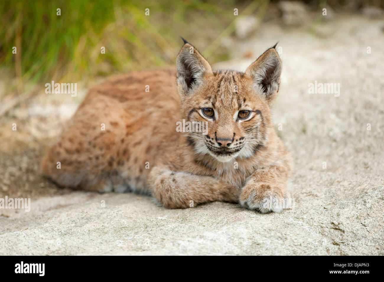 Eurasischer Luchs (Lynx Lynx), Jungtier, liegend auf einem Rock, tierischen Gehäuse, Nationalpark Bayerischer Wald, Bayern, Deutschland Stockfoto Eurasischer Luchs (Lynx Lynx), Jungtier, liegend auf einem Rock, tierischen Gehäuse, Nationalpark Bayerischer Wald, Bayern, Deutschland Stockfoto