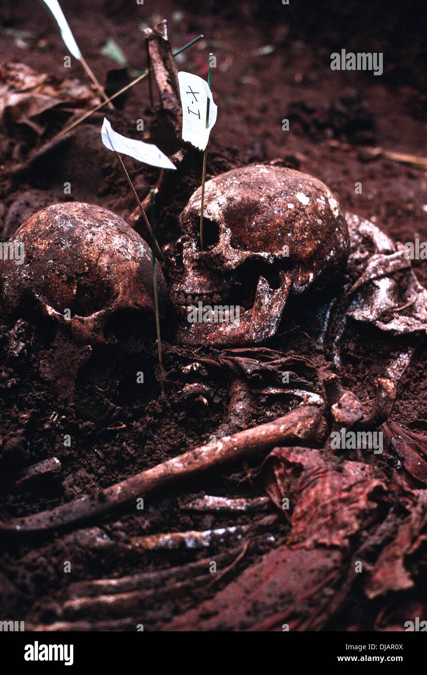 Knochen in einem Massengrab in Guatemala Stockfoto