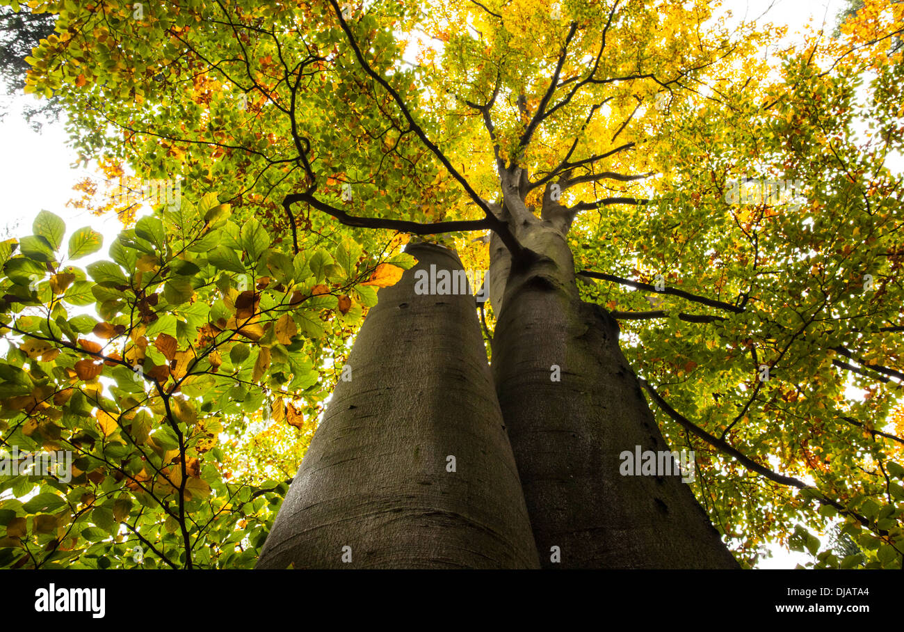 Niedrigen Winkel Ansicht der großen Bäume Stockfoto