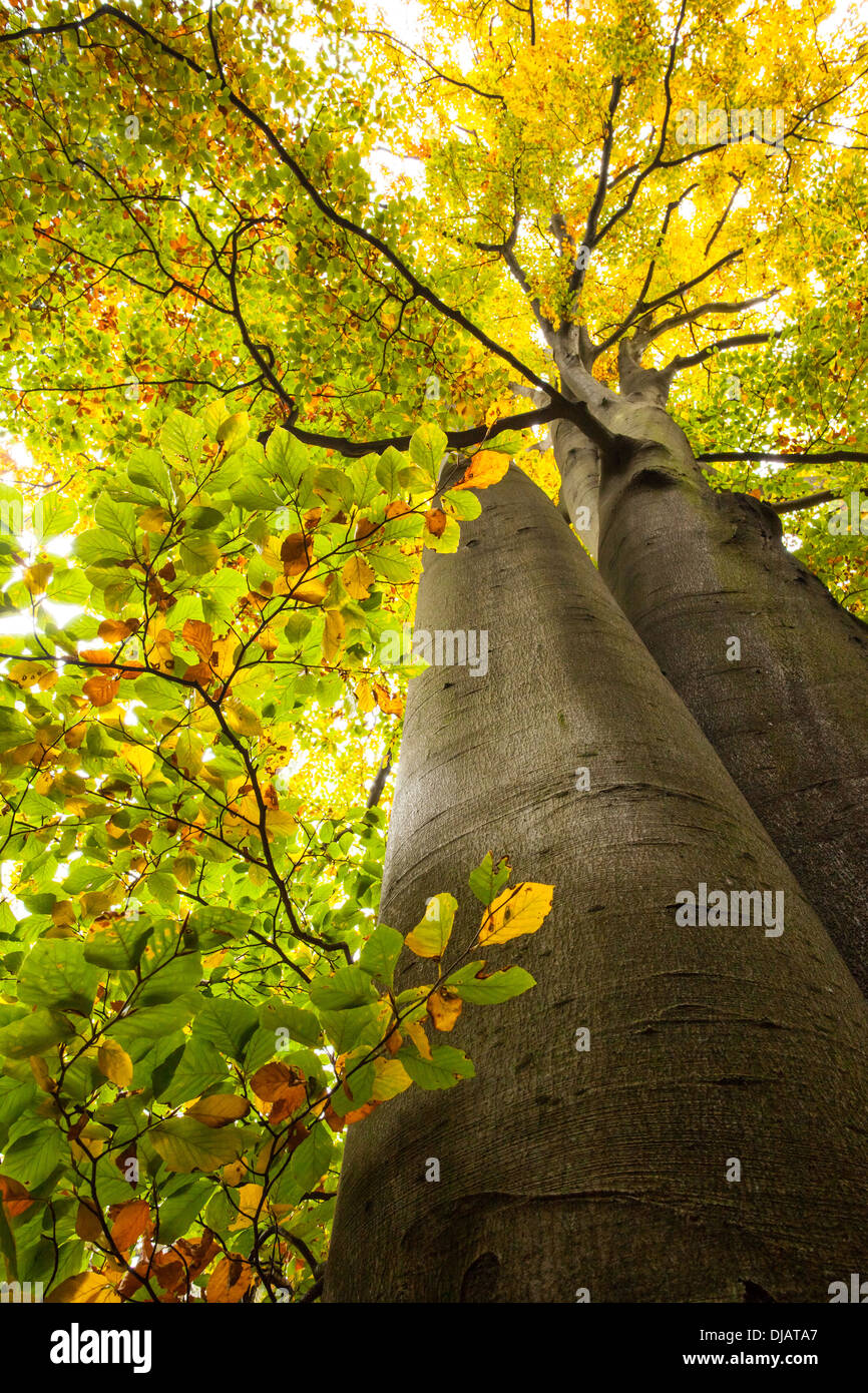 Niedrigen Winkel Ansicht der großen Bäume Stockfoto