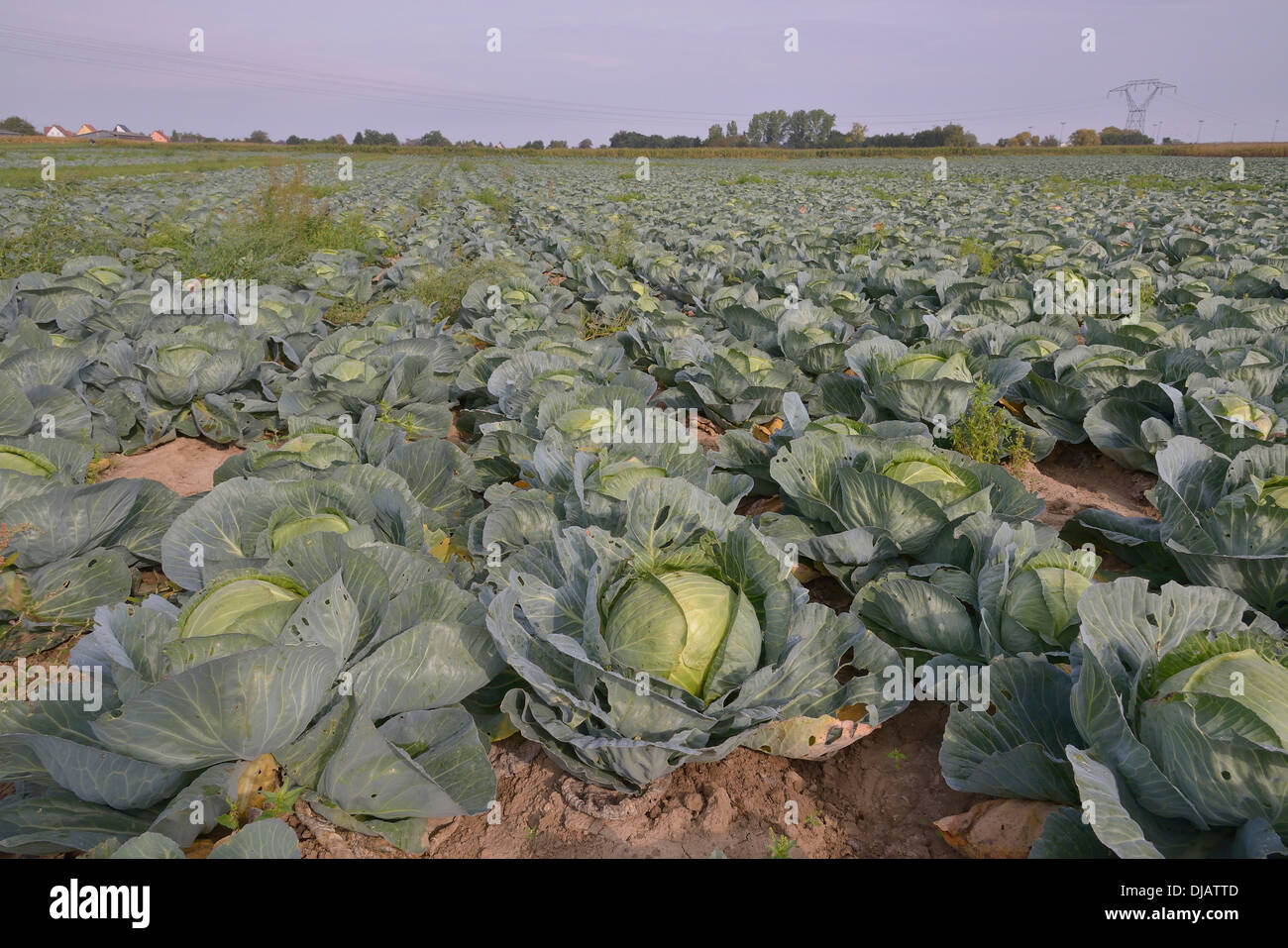 Feld mit weißen Kohl (Brassica Oleracea Alba), Elsass, Frankreich Stockfoto