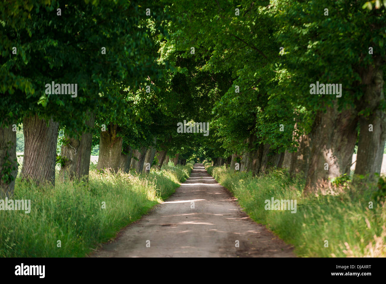 Allee der Buche, in der Nähe von Krokowa, Westpommern oder Pomorskie Region, Polen Stockfoto