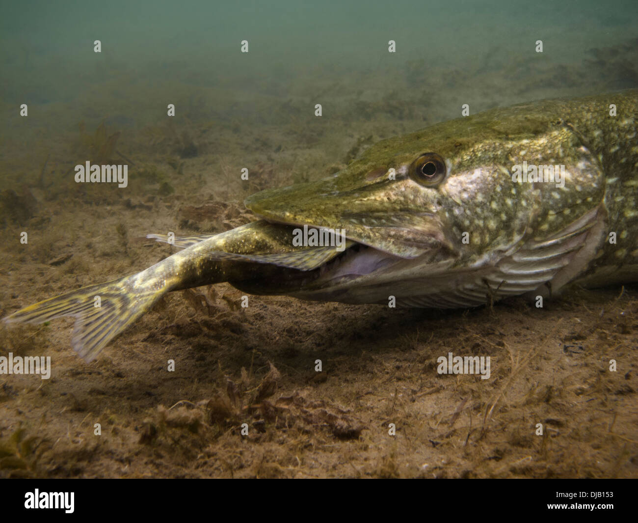 Zander oder Hecht (Esox Lucius) Fütterung auf ein weiteres Hecht am unteren Rand eines Sees, Helenesee, Frankfurt Oder, Brandenburg Stockfoto