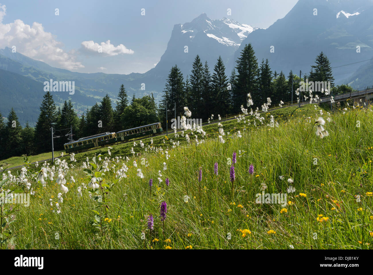 Bergwiese, Wengernalp Bahn hinter Mt. Wetterhorn, Kleine Scheidegg, Kanton Bern, Schweiz Stockfoto