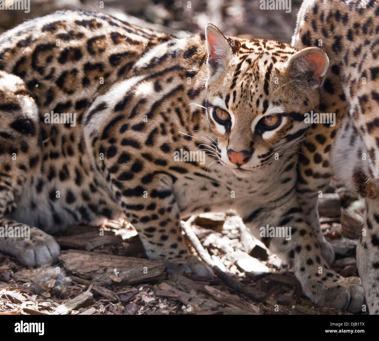 Ozelot (pardalis Pardalis) Stockfoto