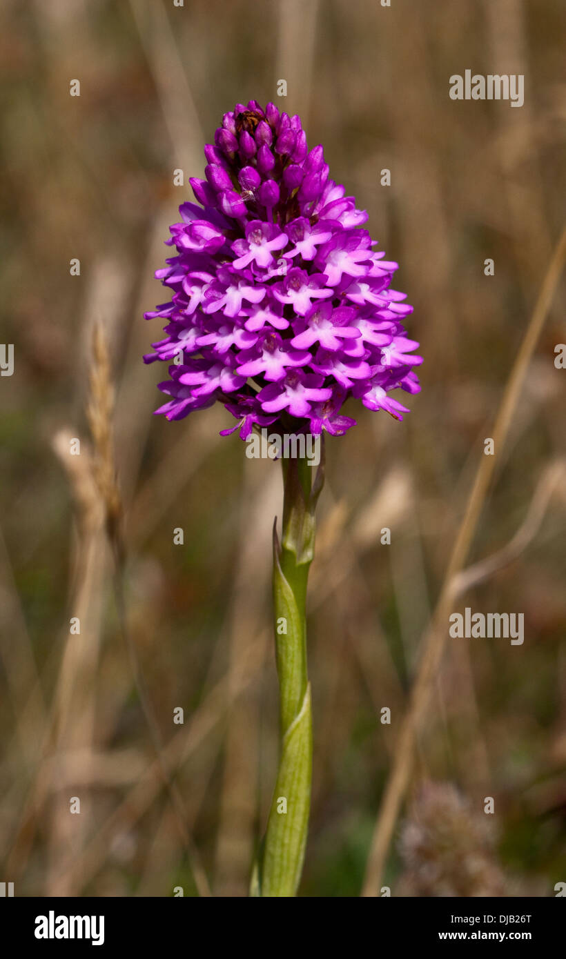 Pyramiden-Orchidee (Anacamptis Pyramidalis), Isle Of Wight, Hampshire, England Stockfoto