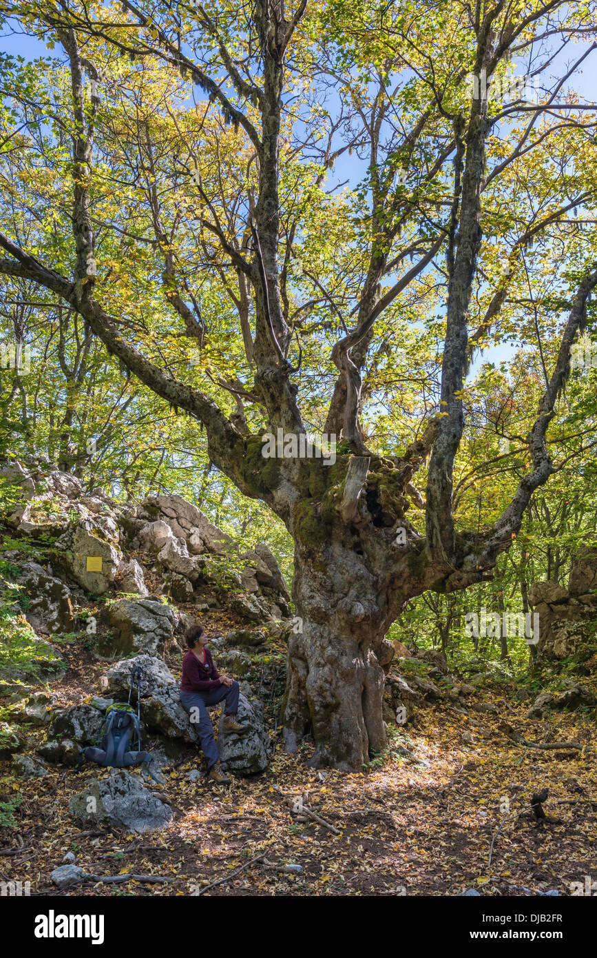Bergahorn (Acer Pseudoplatanus), Wanderer sitzen unter Parco Delle Madonie, Naturpark, in der Nähe von Petralia Sottana, Sizilien Stockfoto