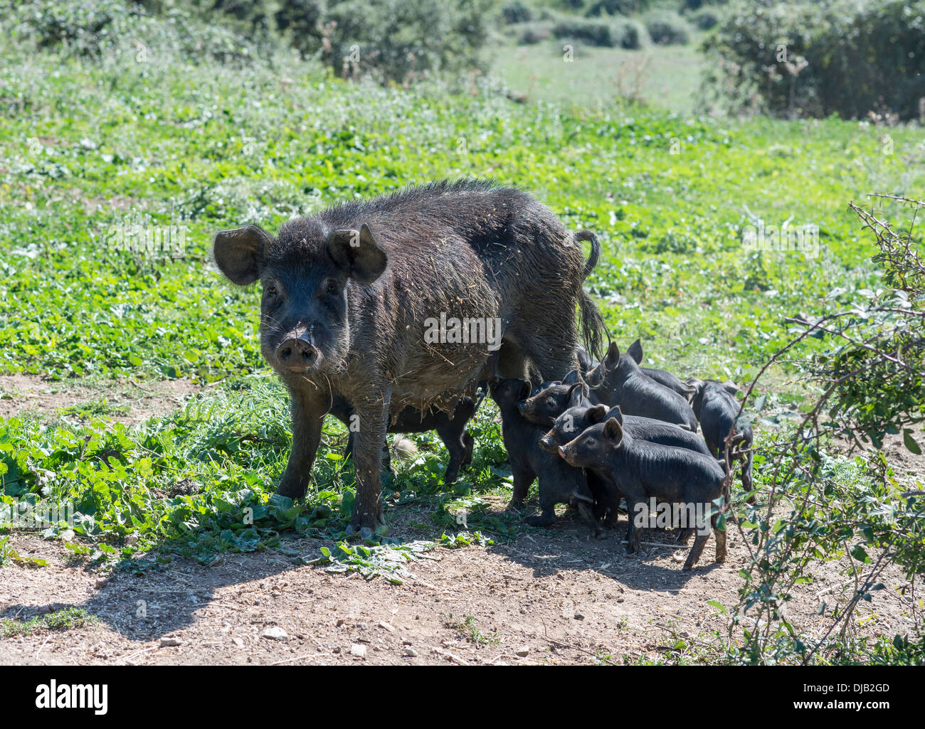 Schwein mit Ferkel, Suino Nero dei Nebrodi, spezielle schwarze Rasse, Nebrodi-Nationalpark, Sizilien, Italien Stockfoto