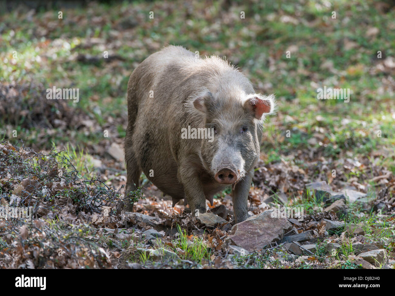 Wildes Schwein, Nebrodi-Nationalpark, Sizilien, Italien Stockfoto