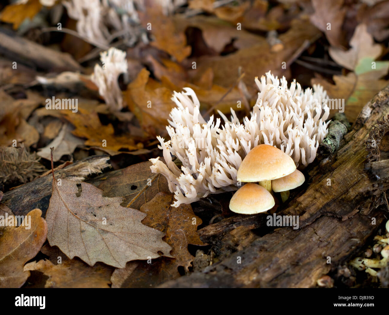 Clavulina Coralloides aka Clavulina Cristata. Weiße Korallen Crested aka Coral Pilz. Stockfoto