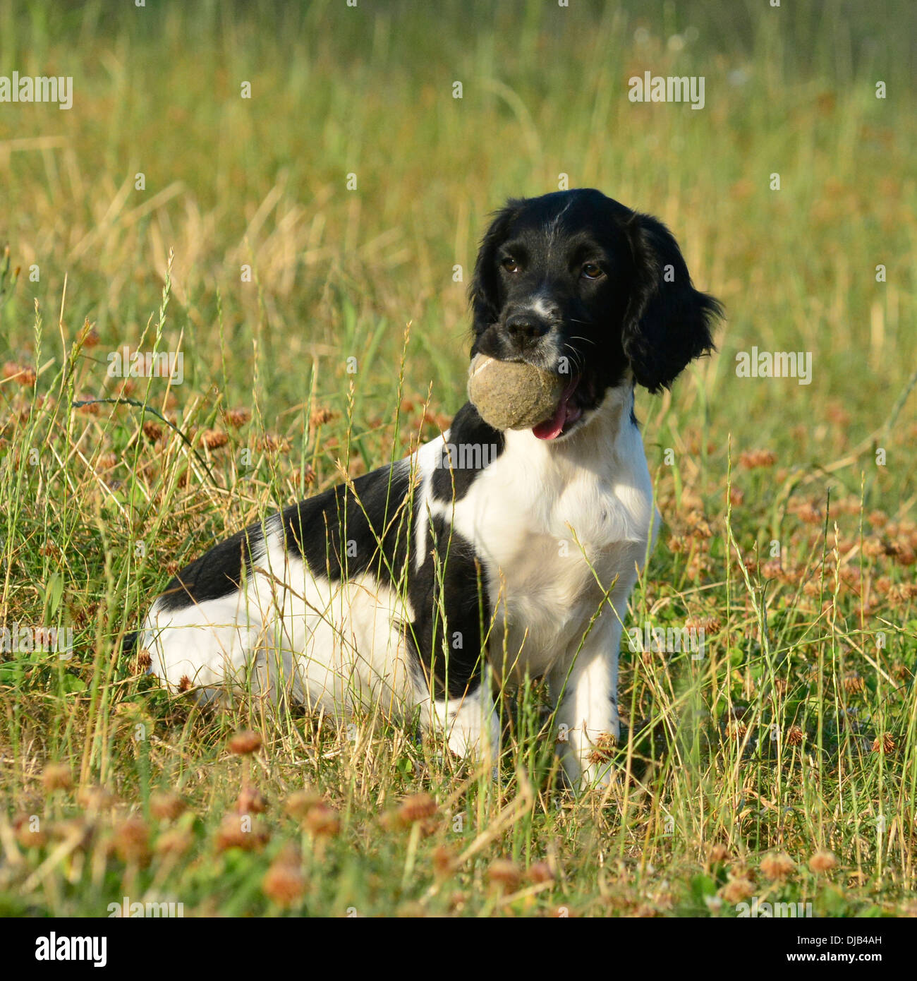 Springer Spaniel Welpen mit ball Stockfoto