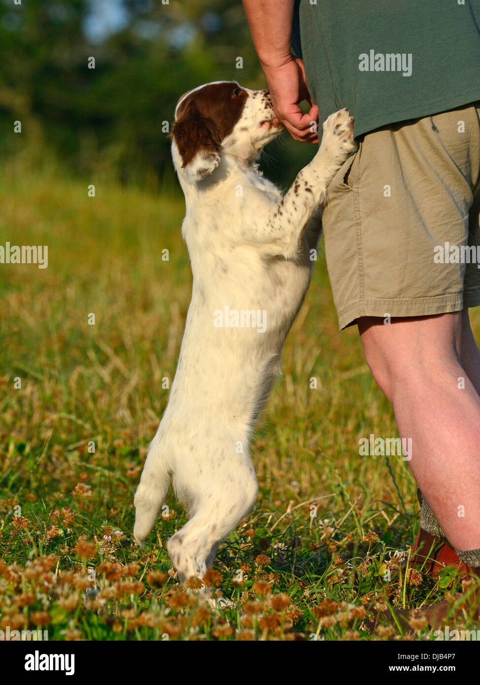 Springer Spaniel Welpen mit trainer Stockfoto
