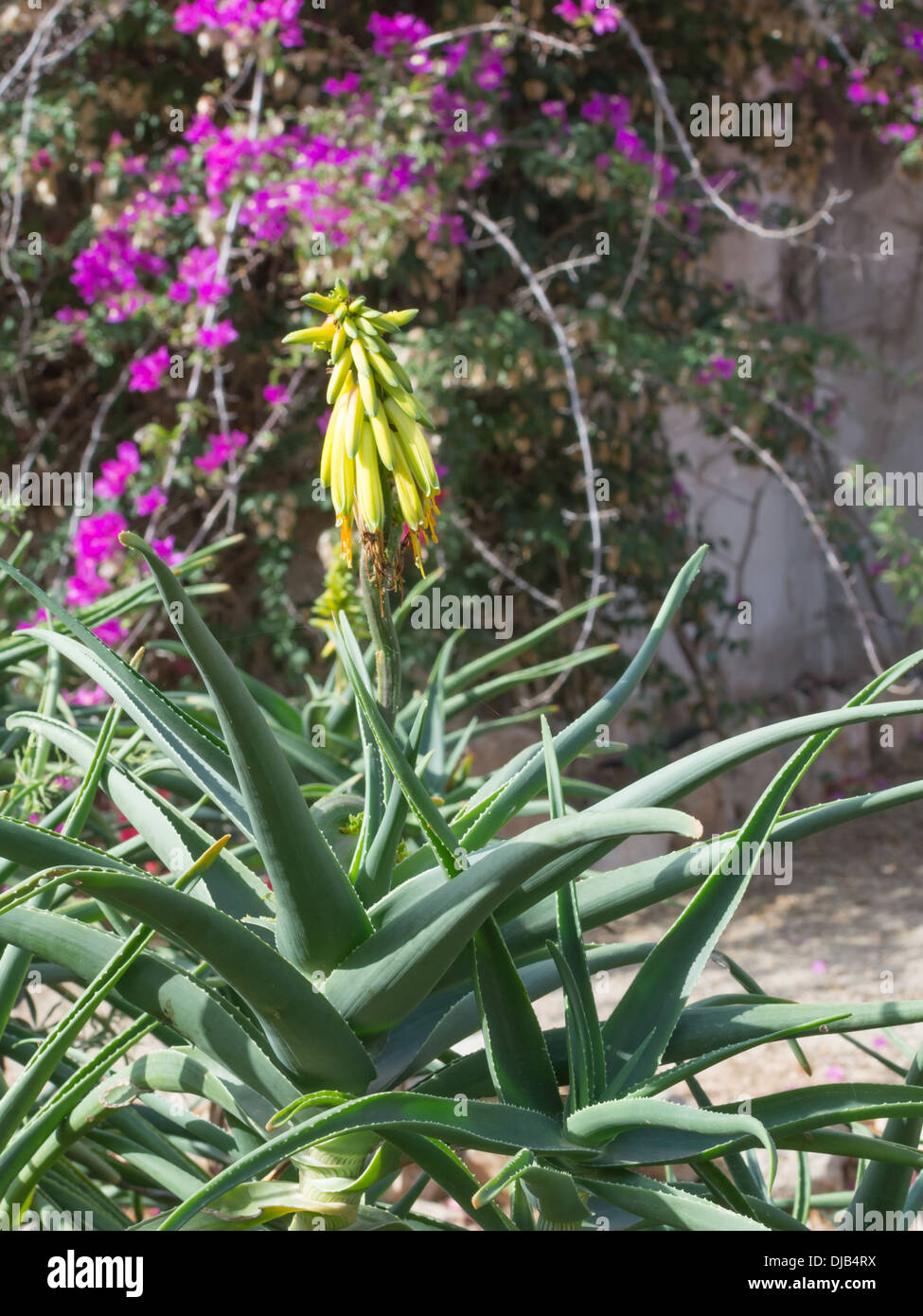 Blühende Aloevera und Bougainvillea hinter. Stockfoto