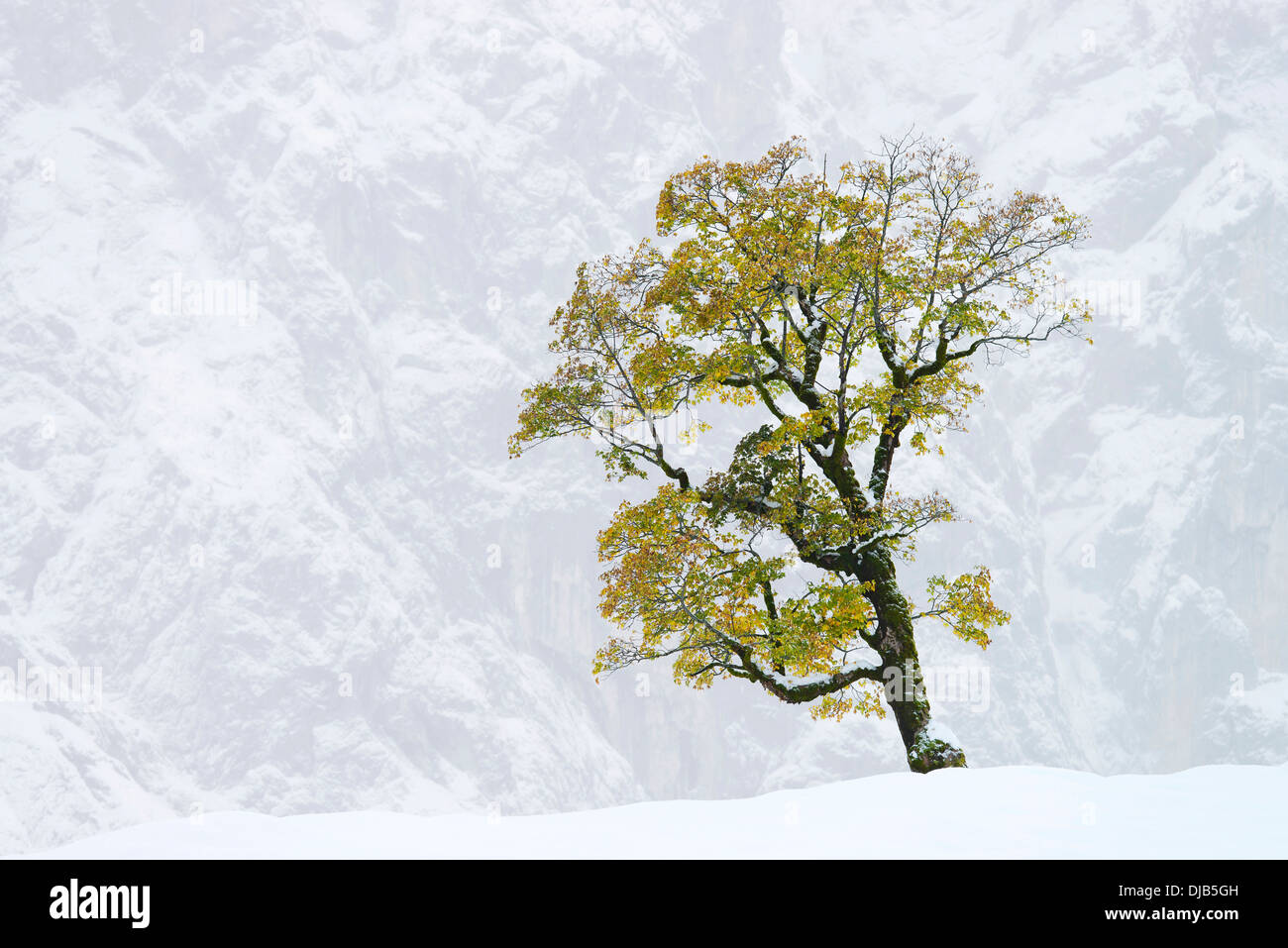 Bergahorn (Acer Pseudoplatanus), Gesichter der Mt Grubenkar hinten, Großer Ahornboden, Alpweiden mit Ahornbäumen Stockfoto
