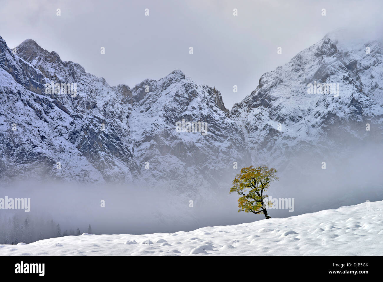 Bergahorn (Acer Pseudoplatanus), Gesichter der Mt Grubenkar hinten, Großer Ahornboden, Alpweiden mit Ahornbäumen Stockfoto