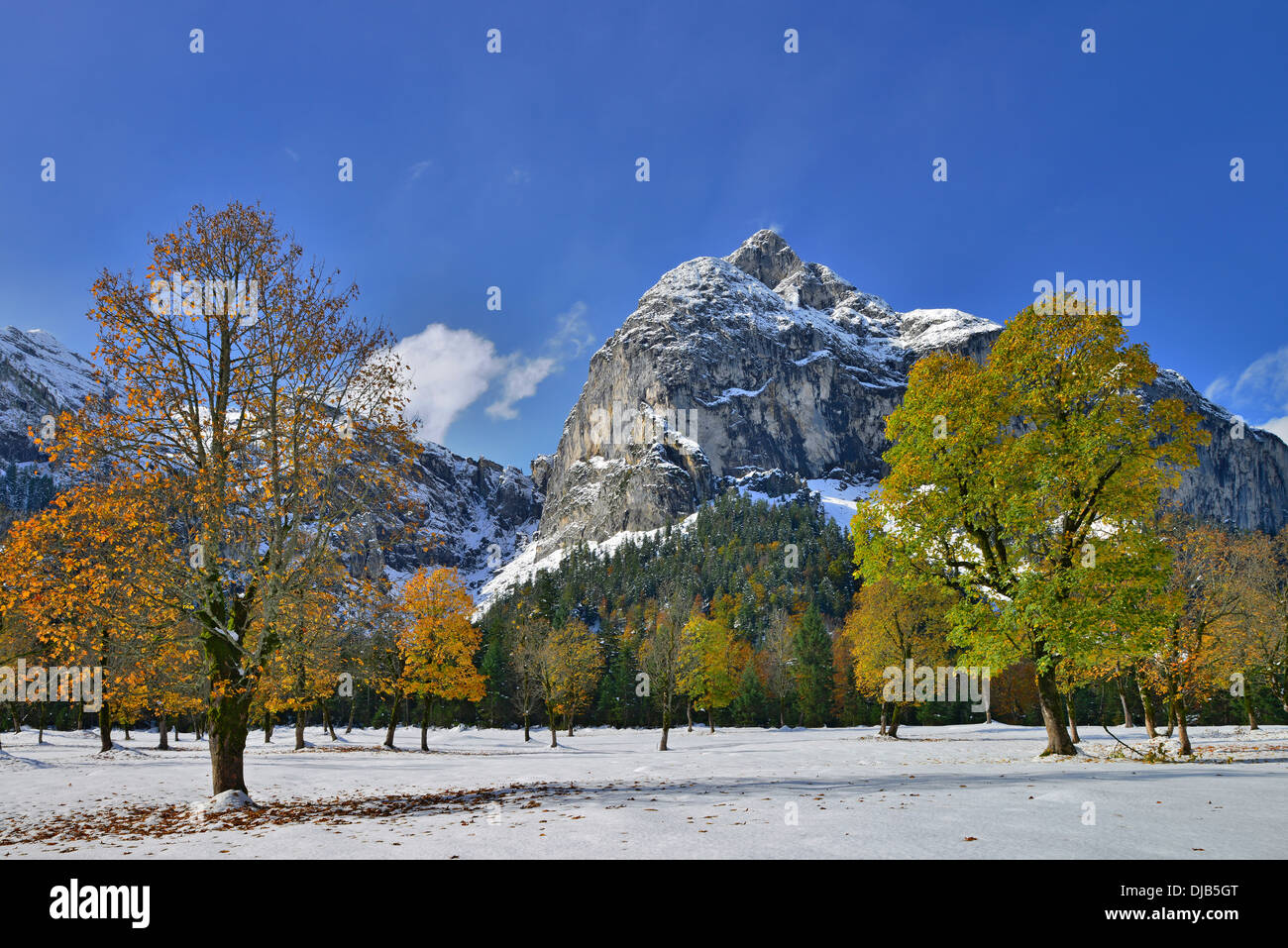 Bergahorn (Acer Pseudoplatanus), Weiden Karwendelgebirge im Rücken, Großer Ahornboden, Alp mit Ahornbäumen, Tyrol Stockfoto