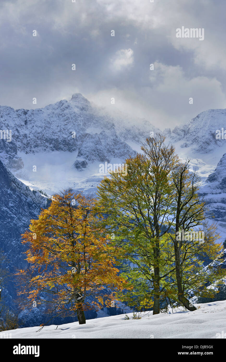 Bergahorn (Acer Pseudoplatanus), Weiden Karwendelgebirge im Rücken, Großer Ahornboden, Alp mit Ahornbäumen, Tyrol Stockfoto