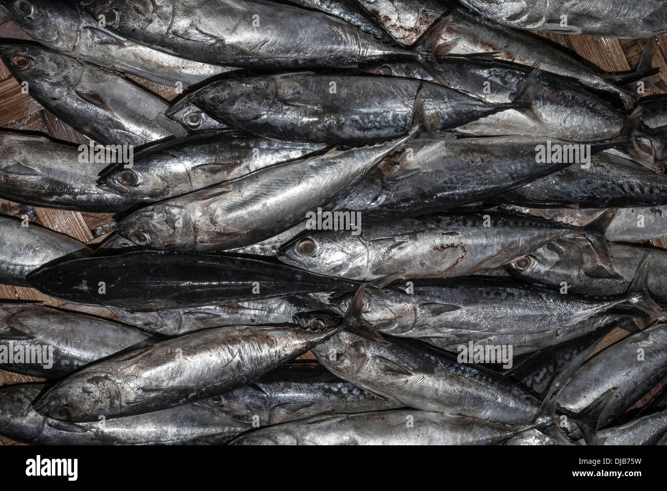 Nha Trang, Vietnam-Dam-Markt, frische Fisch-display Stockfoto