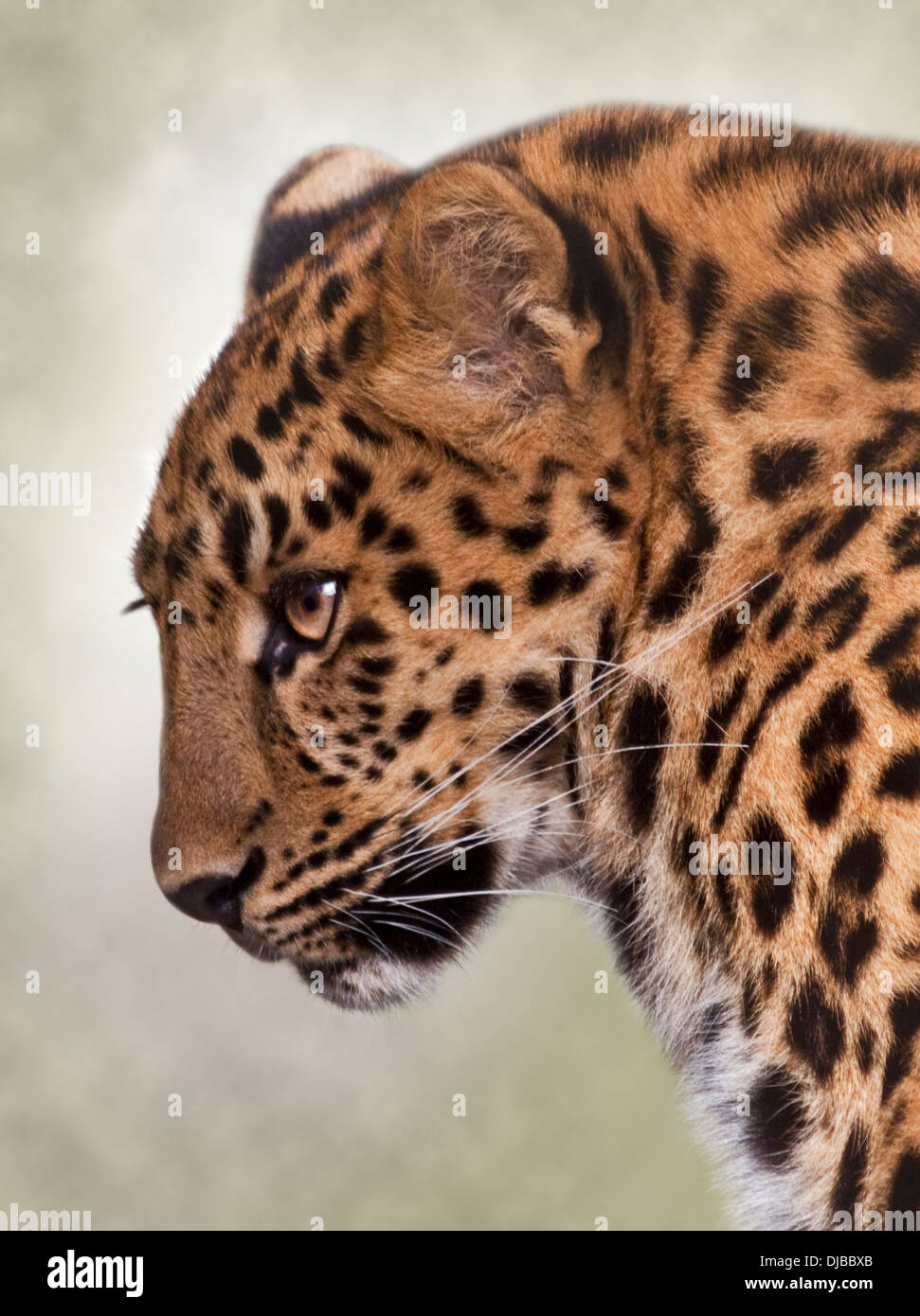 Amur-Leopard (Panthera Pardus Orientalis) Stockfoto