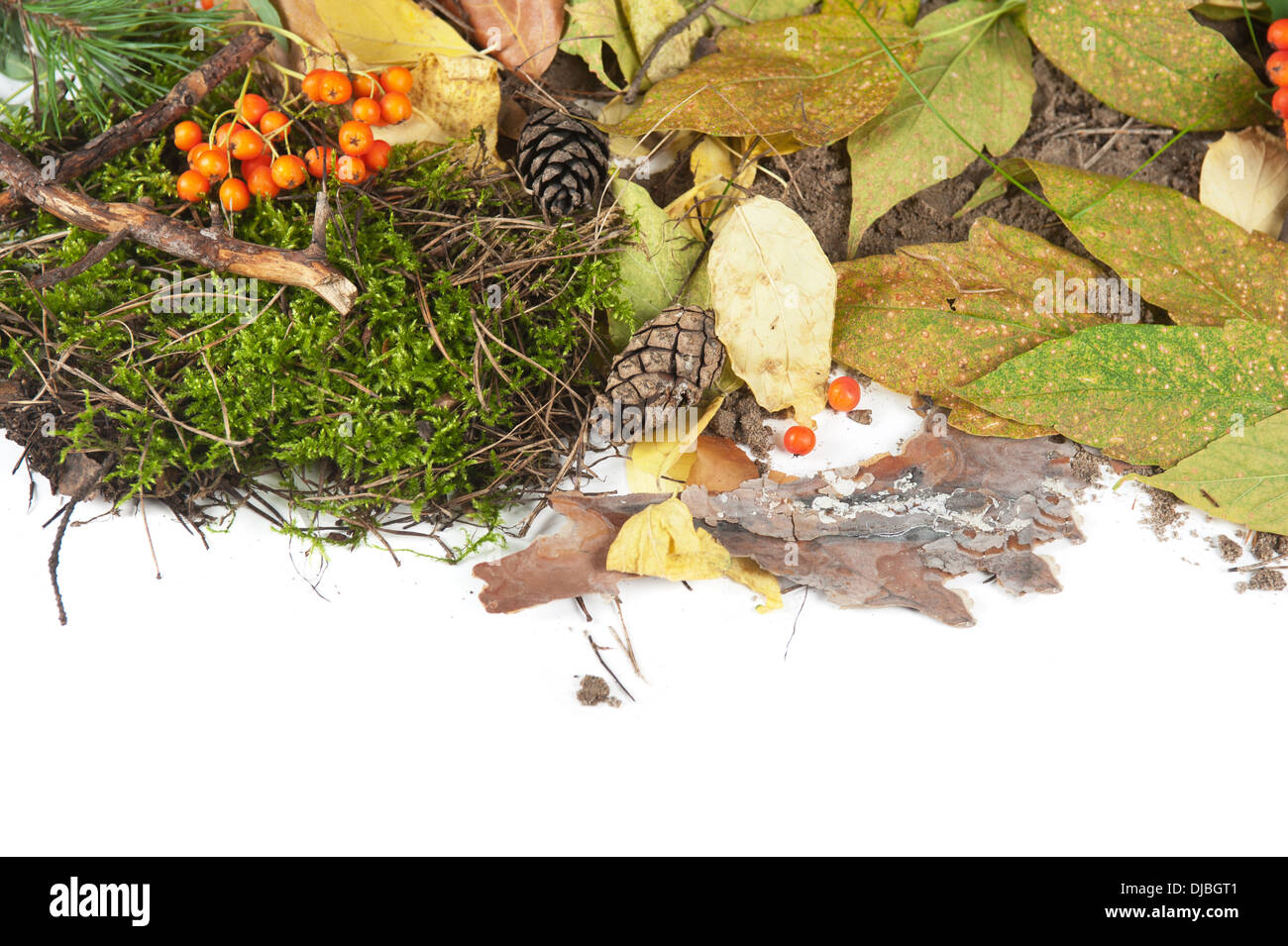Blätter im Herbst Stockfoto