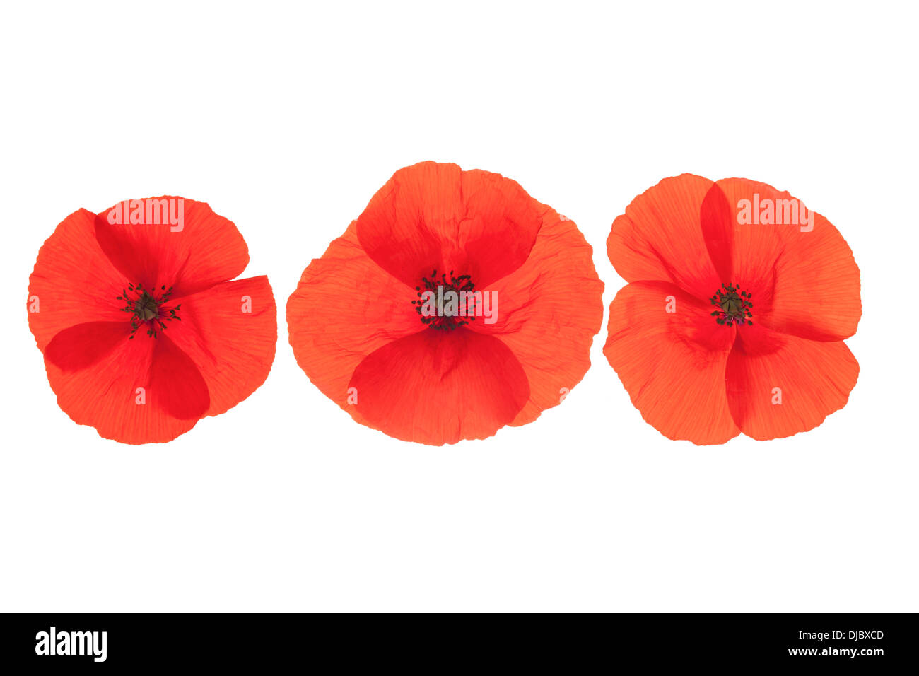 Drei rote Klatschmohn Blumen in einer Linie, die isoliert auf weißem Hintergrund mit geringen Schärfentiefe angeordnet. Stockfoto