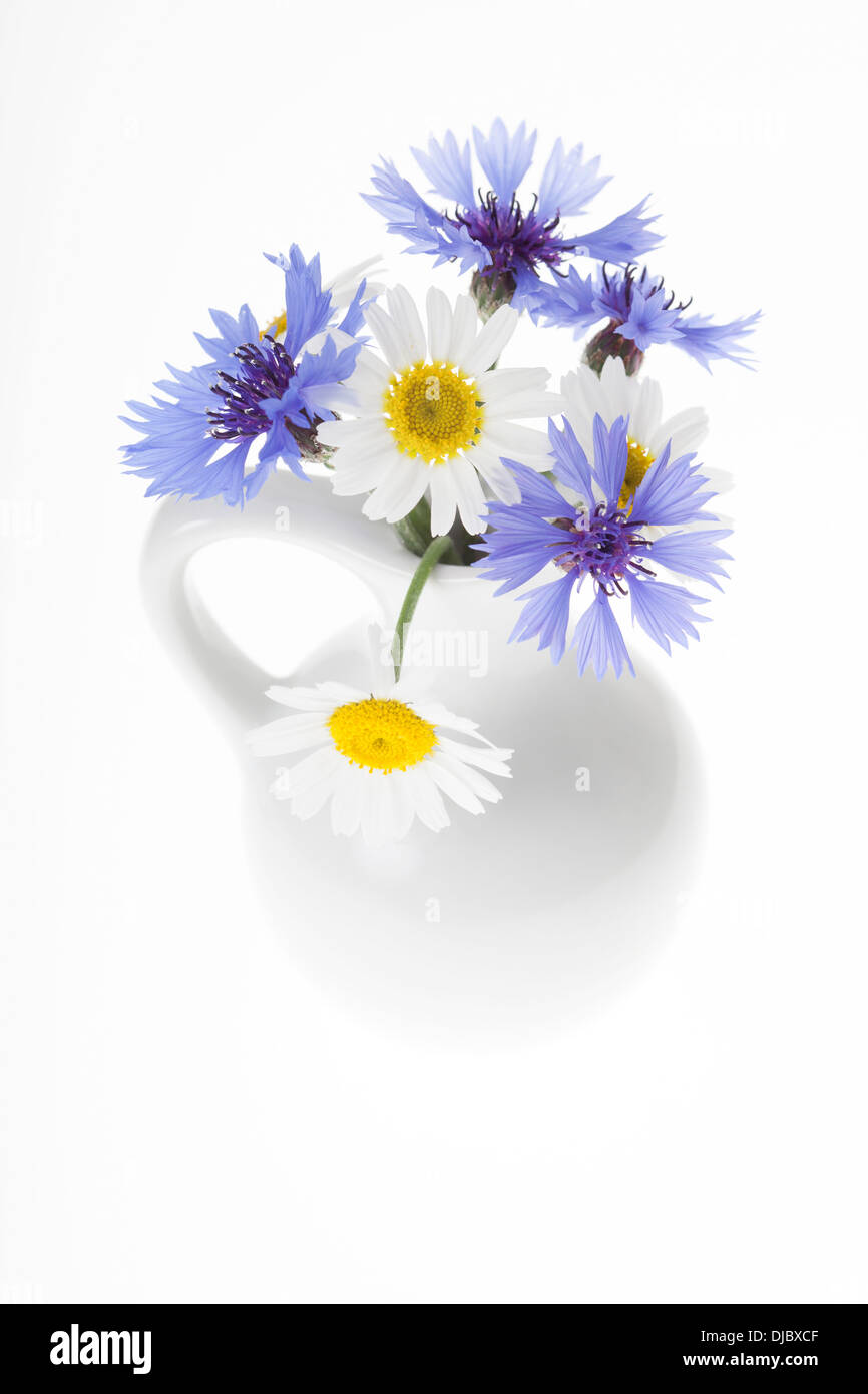 Kleine weiße Porzellanvase mit Anordnung der blauen Kornblumen und weiße Kamillenblüten isoliert auf weißem Hintergrund. Stockfoto