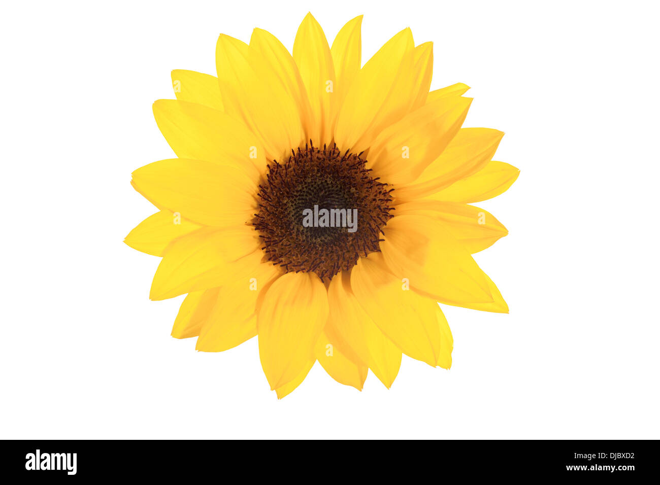Gelbe Sonnenblumen isoliert auf weißem Hintergrund mit geringen Schärfentiefe. Stockfoto