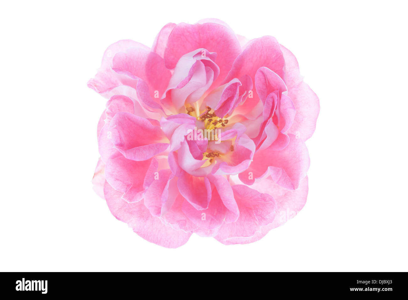 Rosa Rose Blume isoliert auf weißem Hintergrund mit flachen Schärfentiefe und soft-Fokus die Blütenblätter der Blume. Stockfoto