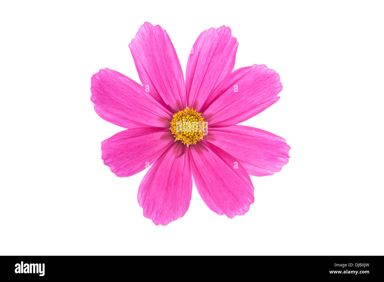 Cerise Pink Cosmos Blume isoliert auf weißem Hintergrund mit flachen Schärfentiefe und soft-Fokus die Blütenblätter der Blume Stockfoto