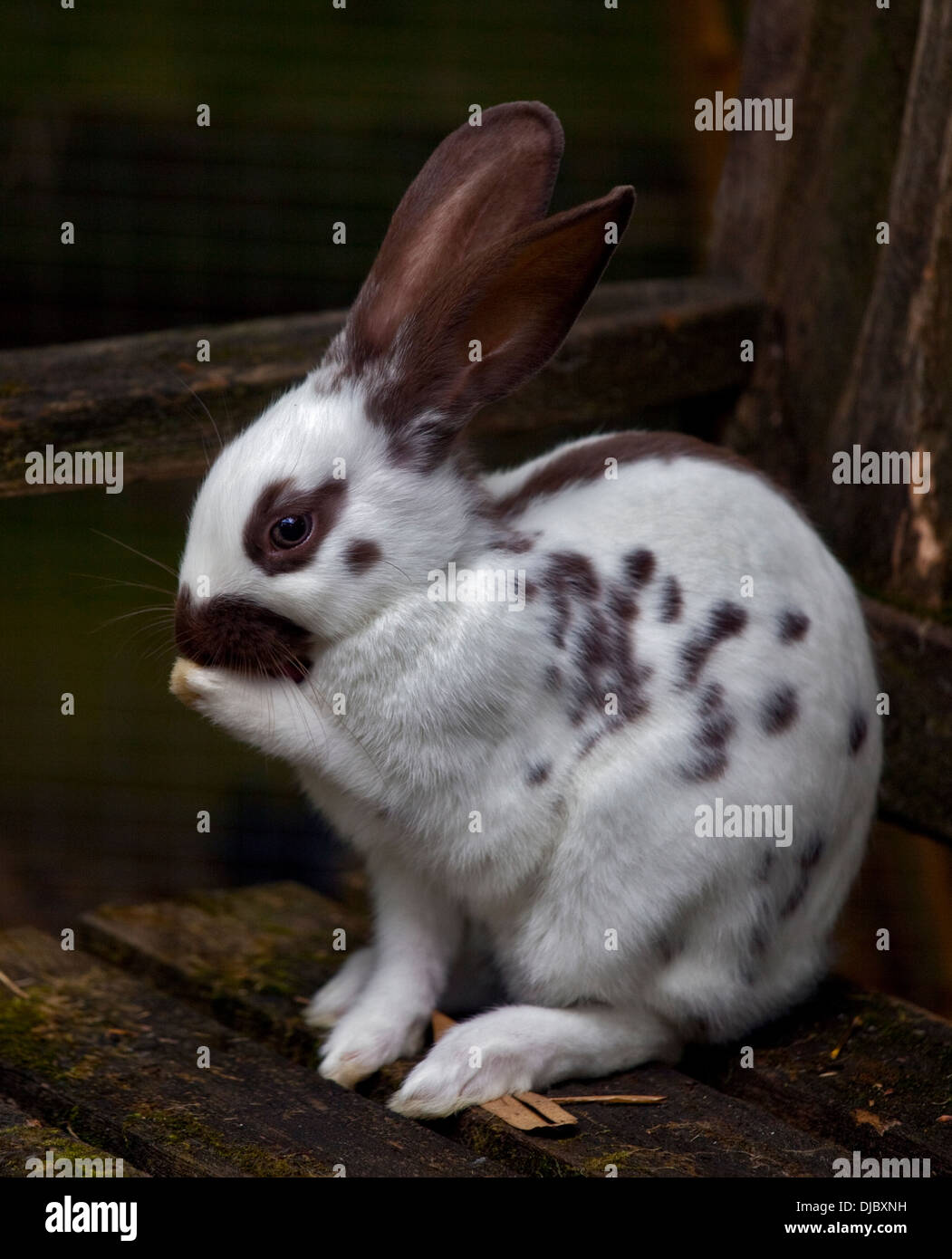 Schokolade Englisch Spot Rabbit juvenile Weibchen Stockfoto