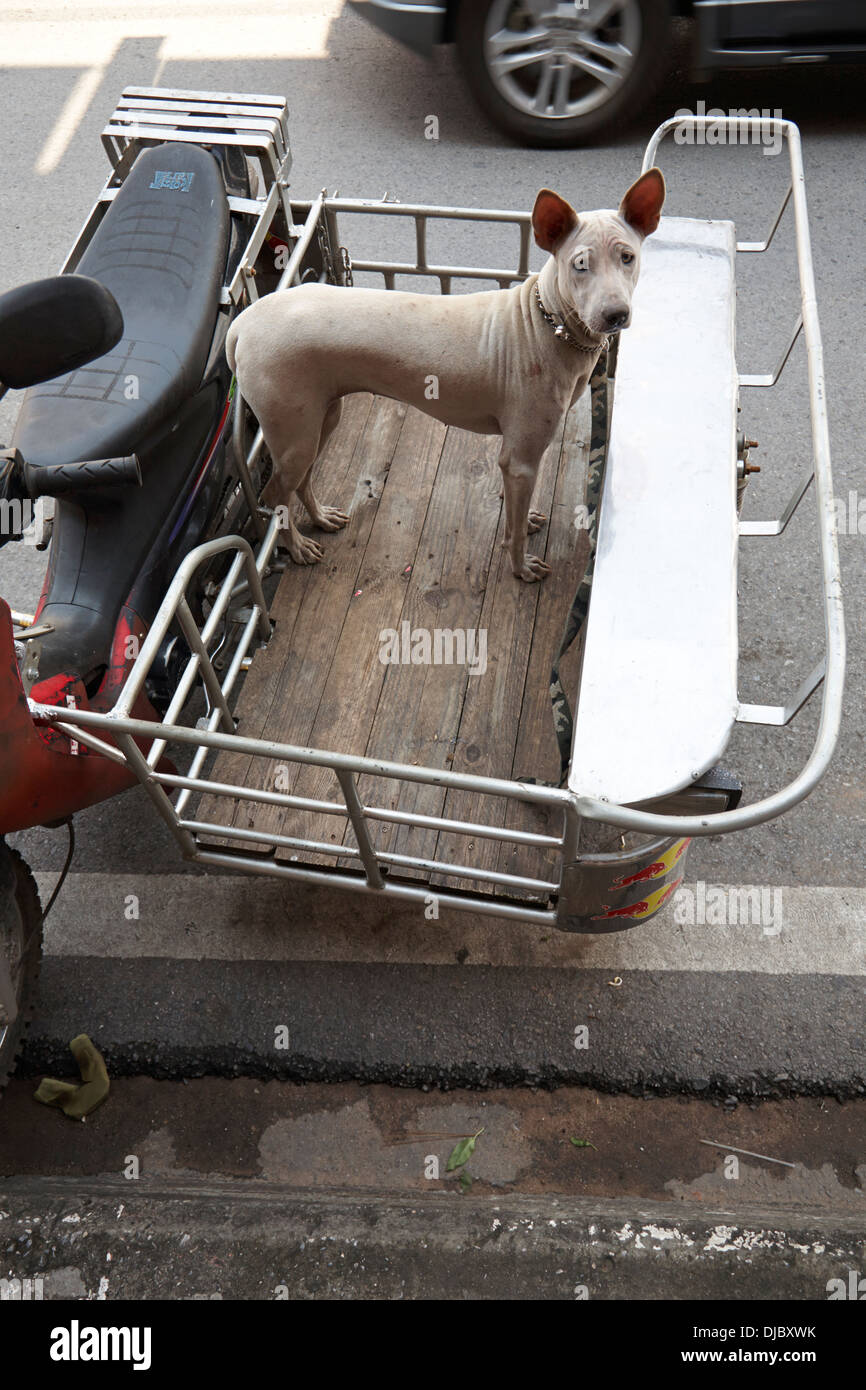 Kurze behaarte Haushund in der Scooter trailer wartet auf Besitzer zurückzukehren. Stockfoto