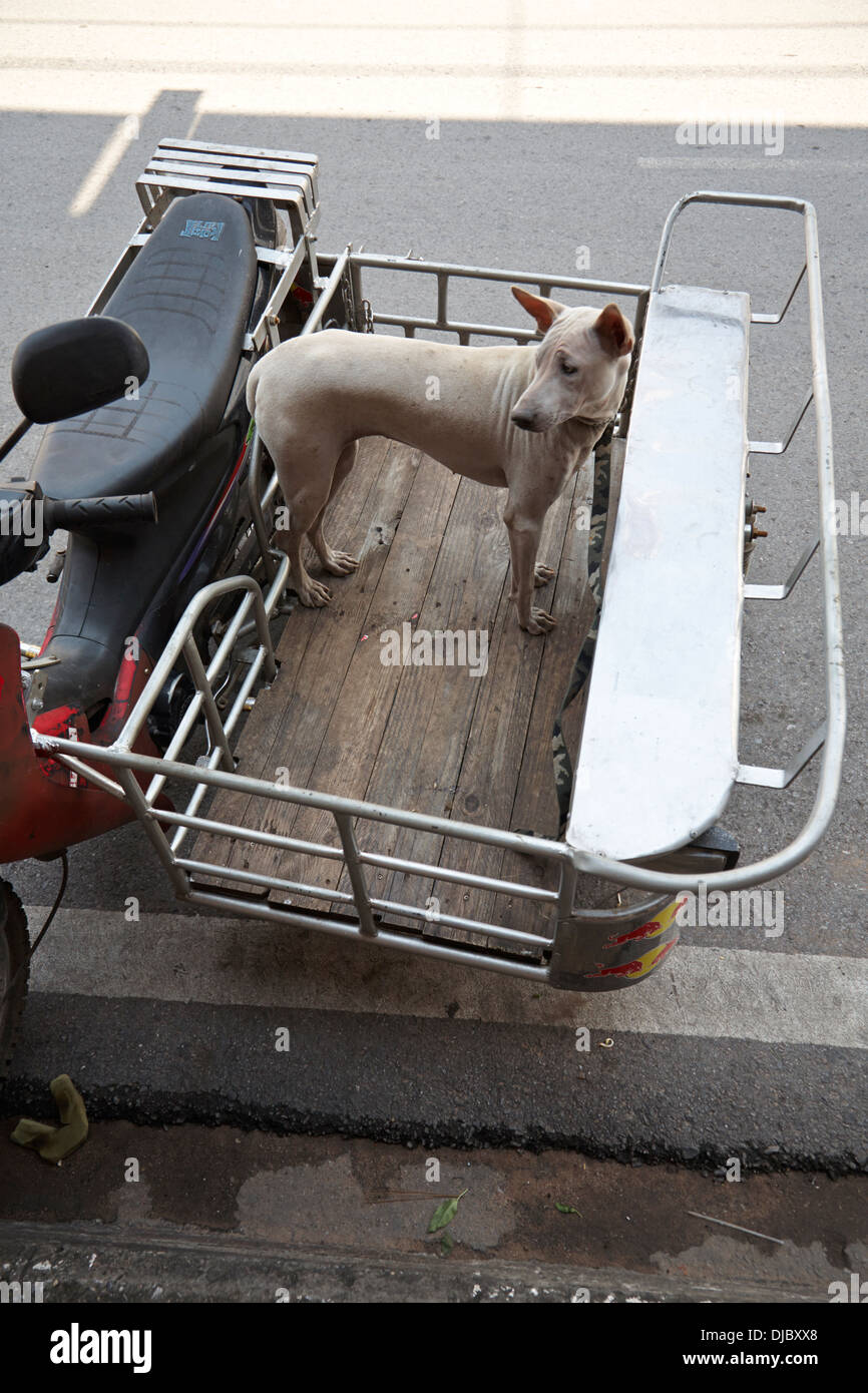 Kurze behaarte Haushund in der Scooter trailer wartet auf Besitzer zurückzukehren. Stockfoto