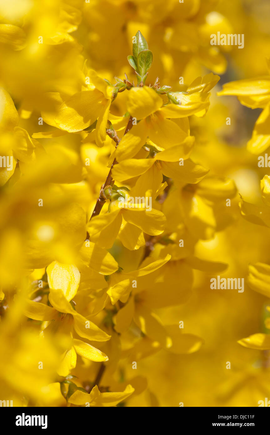 FORSYTHIA X INTERMEDIA WOCHE ENDE COURTALYN Stockfoto