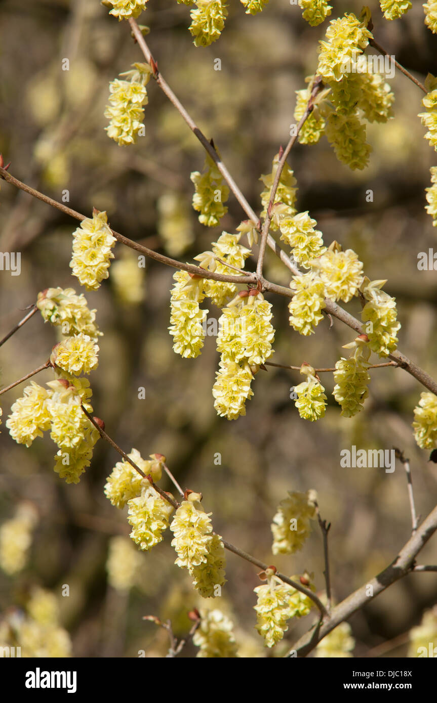 CORYLOPSIS SINENSIS Stockfoto