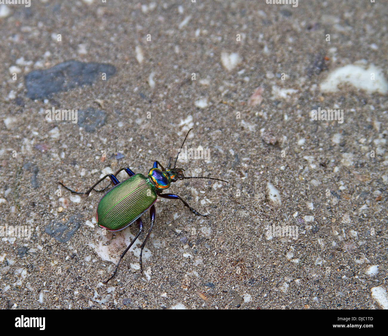 Eine bunte, markanten Fiery searcher Käfer auch genannt das Caterpillar Jäger über den Boden wandern Stockfoto