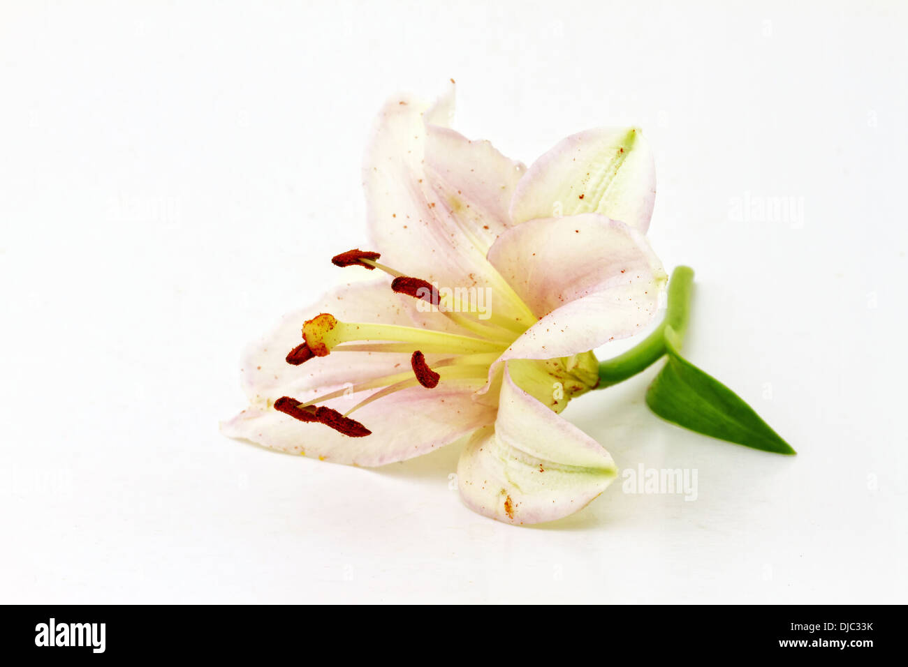 Schöne rosa Blume auf weißem Hintergrund Stockfoto