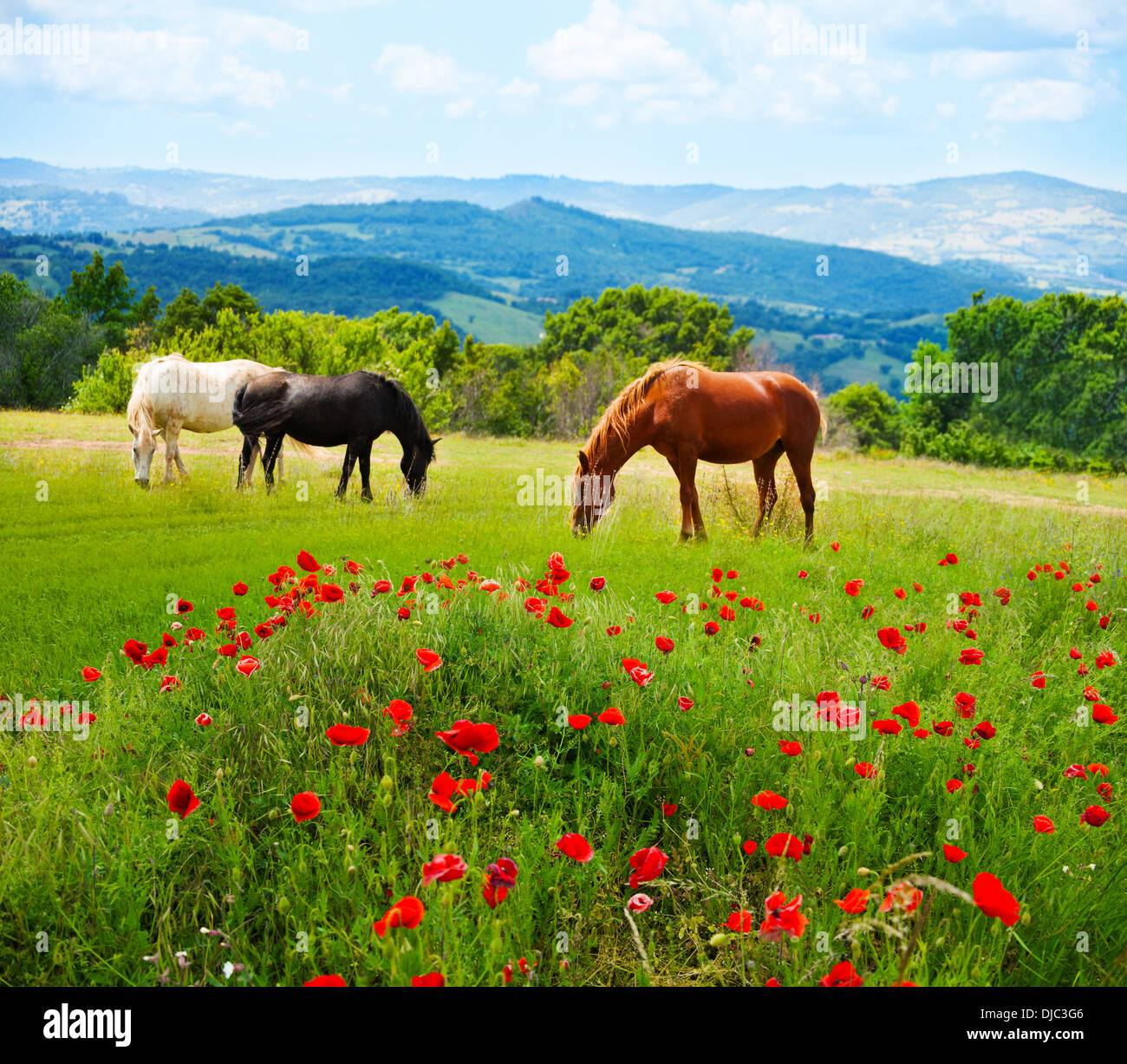 Dort Pferde weiden Rasen auf dem Gebiet mit Bergen im Hintergrund und Mohn Felder im Vordergrund Stockfoto