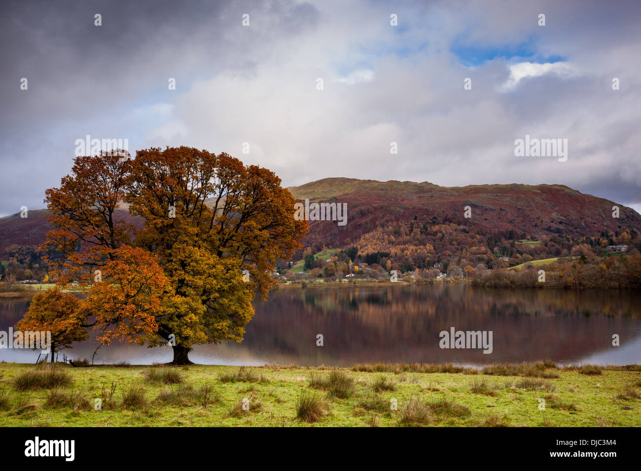 Herbstlicher Baum neben Grasmere mit Nab Narbe und Herrn Crag spiegelt sich in den See Lake District von Cumbria Stockfoto