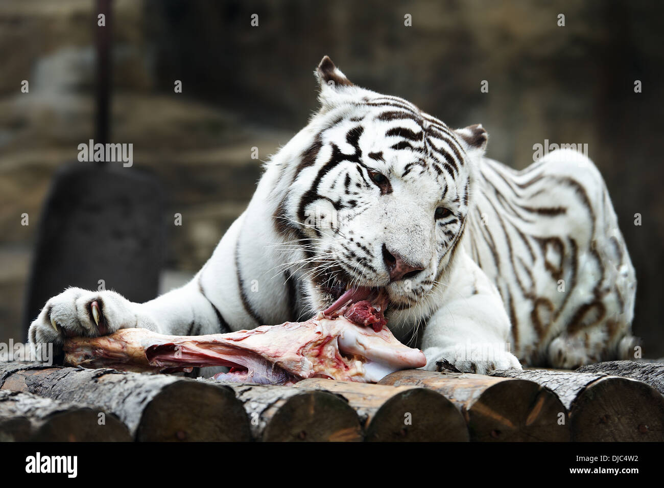 Weiße Tiger mit einem Stück Fleisch Stockfoto