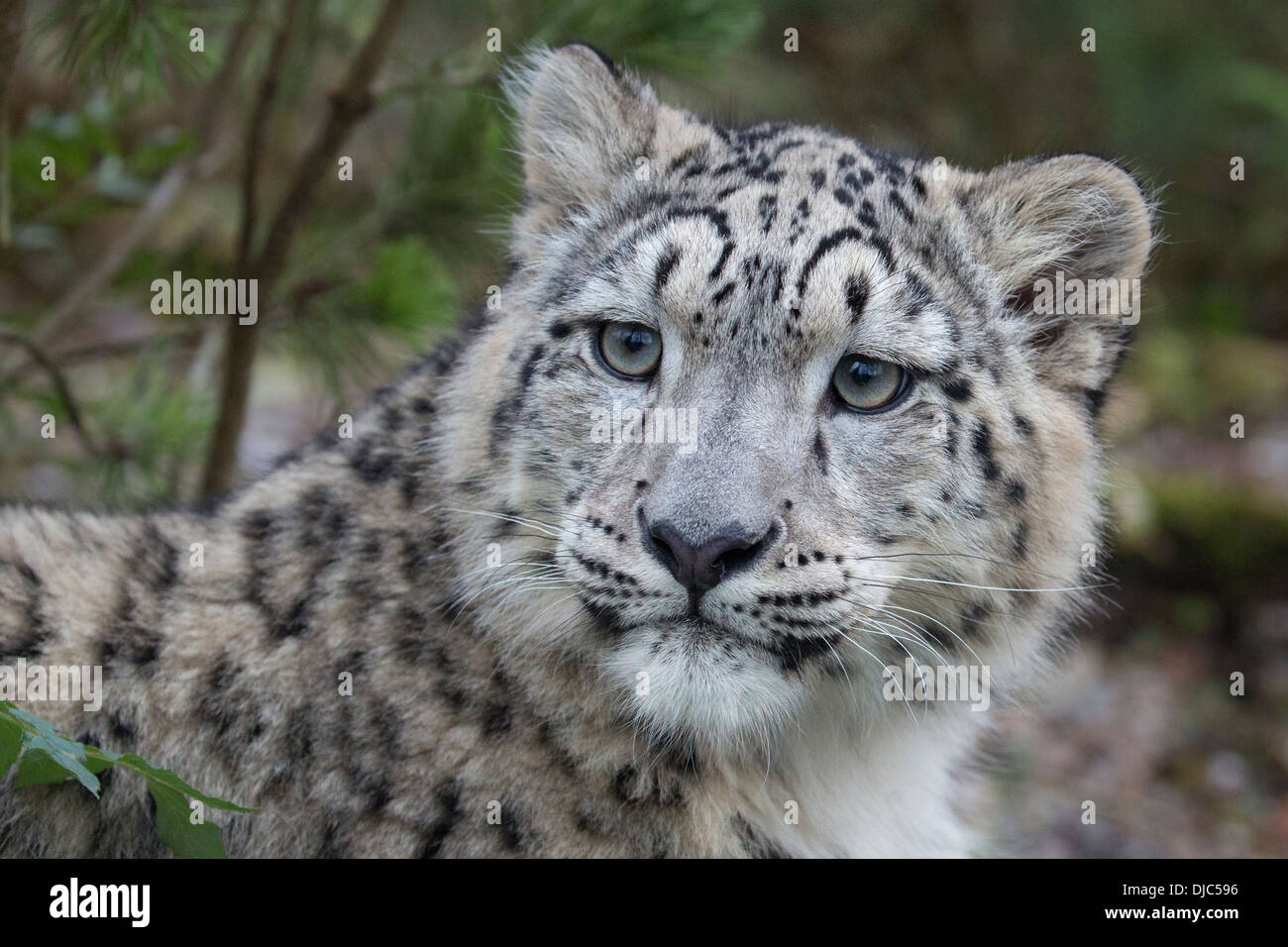Snow Leopard Cub 7 Monate alt. Stockfoto