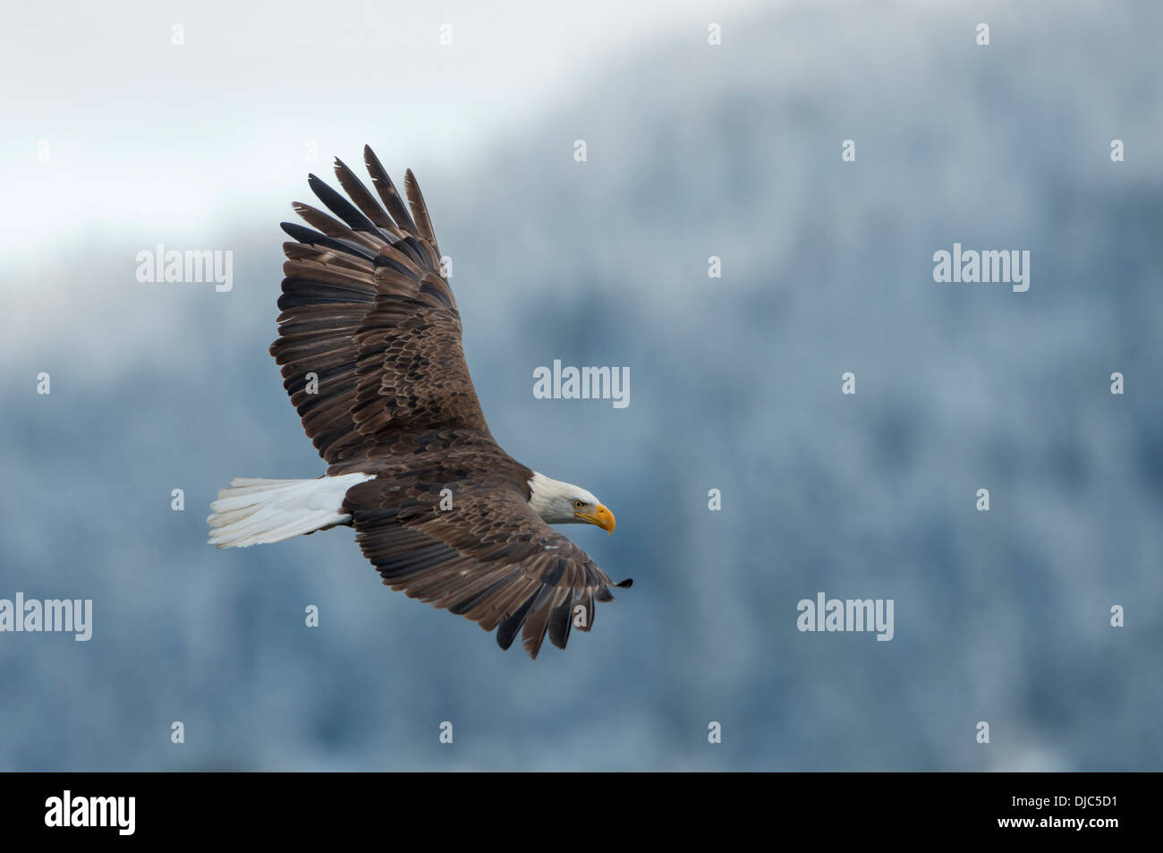Ein Weißkopf-Seeadler (Haliaeetus Leucocephalus) während des Fluges, Idaho Stockfoto